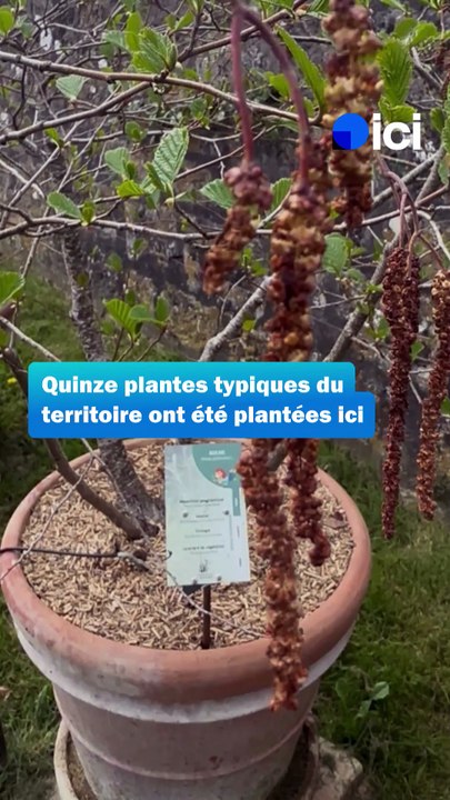 À Poitiers, des pollens sous surveillance pour alerter les malades