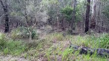 Wild wallaby!!!