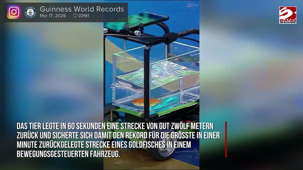 Goldfisch fährt sich ins Guinness-Buch der Rekorde