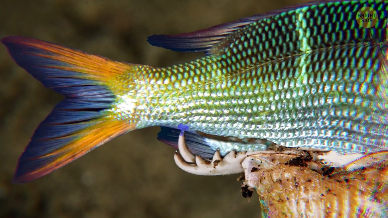 The Bermuda Triangle's Secret Predator: A Deep-Sea Nightmare