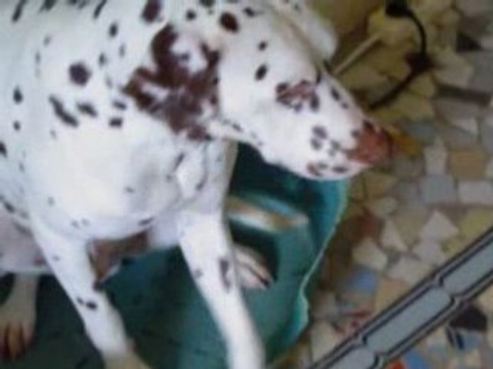 Ugho-le-Foie des Comtes de Saint Sorlin