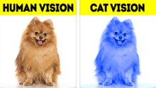 How Animals See the World. and Other Curious Facts by Bright Side Global