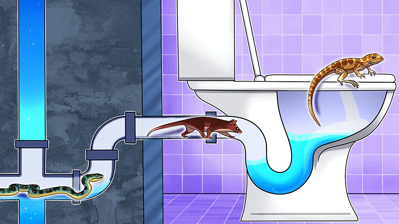 Dangers Your Toilet Might Be Hiding ||  Other Crazy Facts by Bright Side Global
