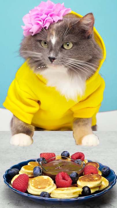 Purr-fect Culinary Creations: Short and Sweet Cooking