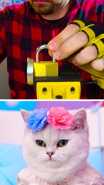 Purr-fect Hacks: Feline Fun Unleashed