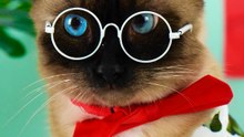 Testing Viral Gadgets and Hacks: Pawsitively Fun!
