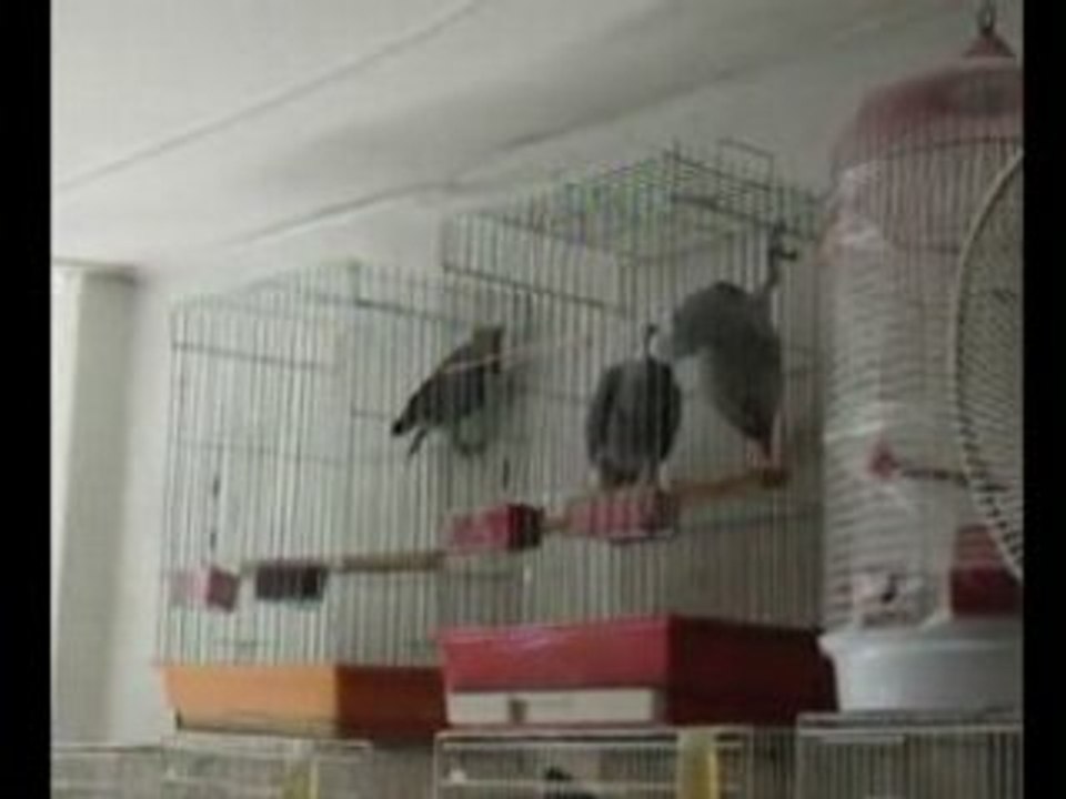 Papagan, papağan, jako, evcil jako,satılık papağan