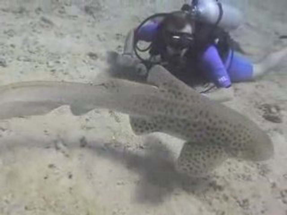 Plongée à Koh PhiPhi (Thaïlande)