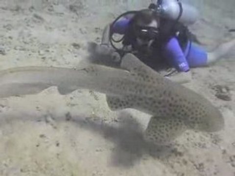 Plongée à Koh PhiPhi (Thaïlande)