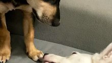 VÍDEO: DEU DÓ! Após falta de reação em castração, irmã de cachorrinha se entristece; confira
