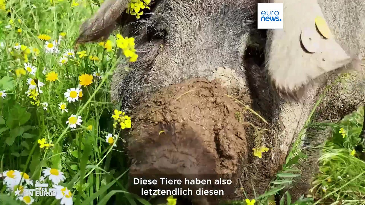 Die Geheimnisse des Pata Negra: Ein „einzigartiges Produkt“, das sich anschickt, die Welt zu erobern