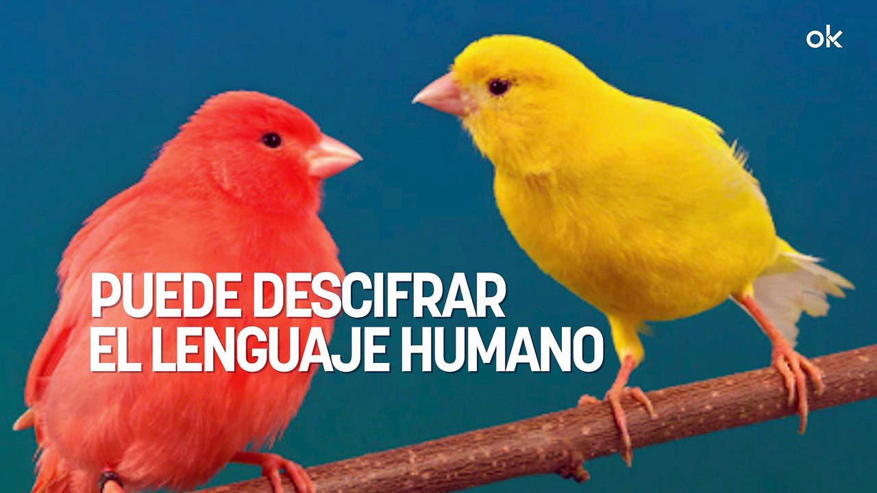 Neurocientíficos no dan crédito: el canto de lo...