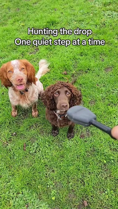 Un chien avec une caméra 360 dans la gueule