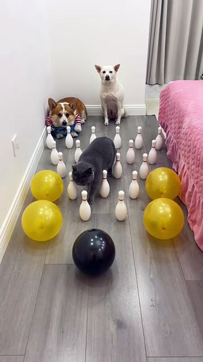 Un chat, un chien, un Corgi vs Quilles de bowling