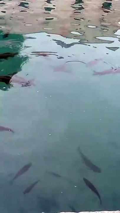 Balıklı göl / Fish Lake ( Şanlıurfa)