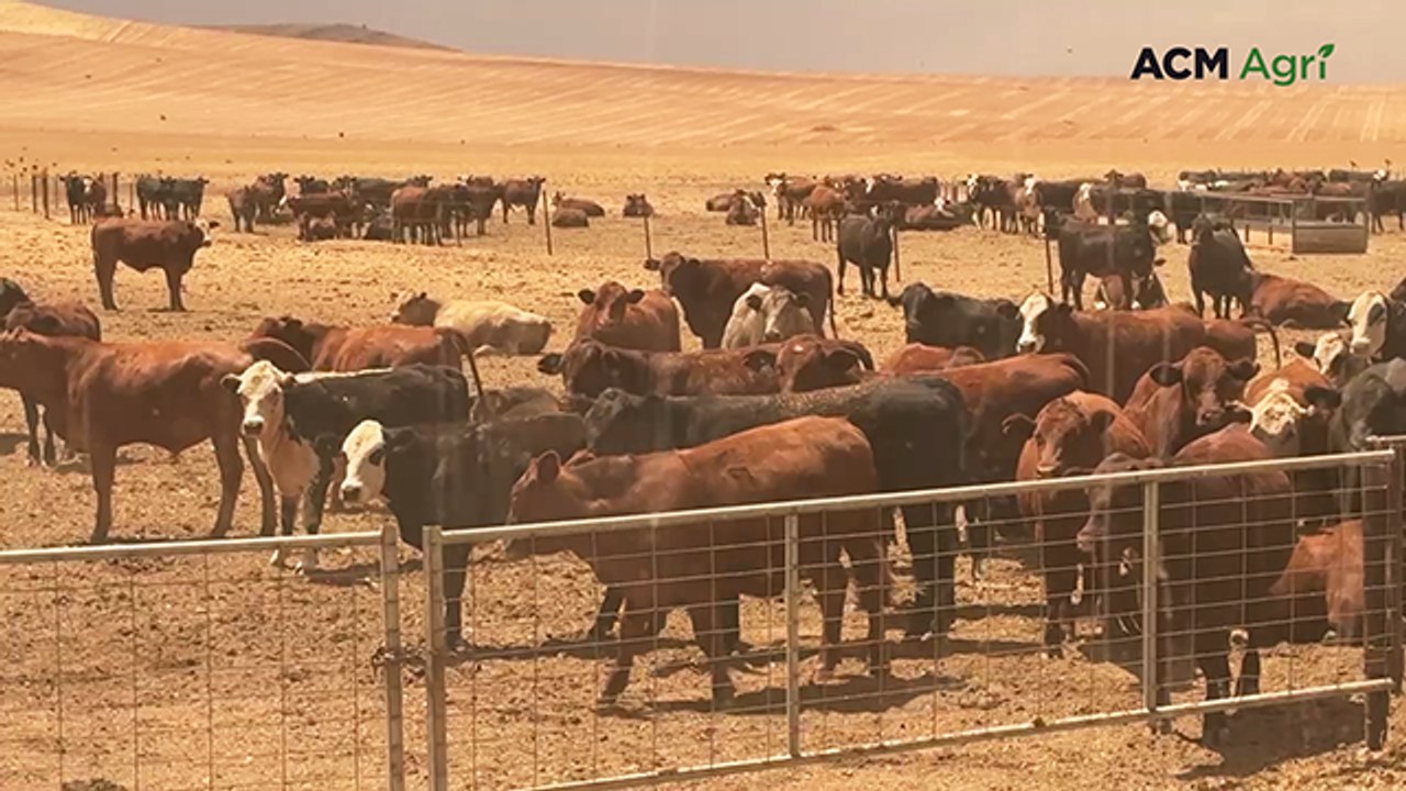 Flexible handling system underpins Old Canowie Cattle Company flow