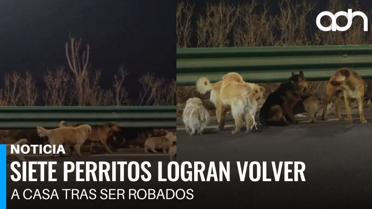 ¡Como película! Siete perritos recorren 17 km p...