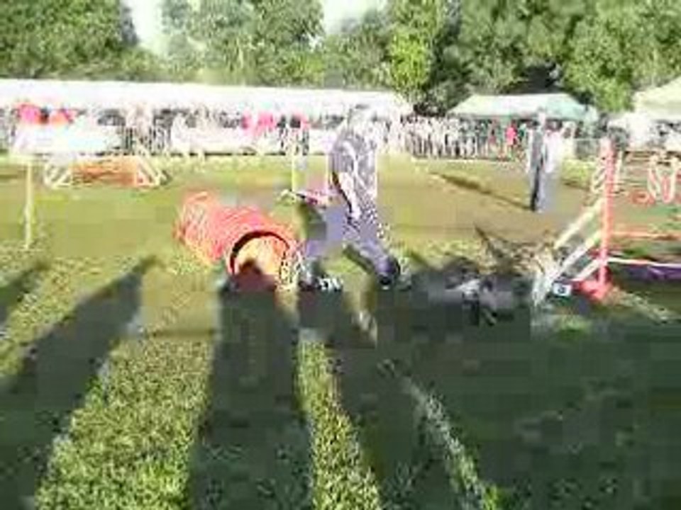 ABSIE (chien en blanc) FAR DES SORINIERES