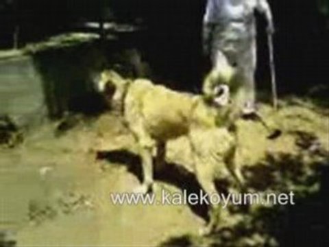 Sivas Kangalı Suşehri kale köyü