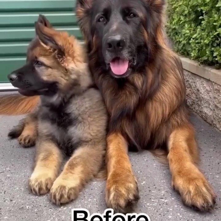 Funny German shepherd Dogs and puppies short video compilations 🐶💕😍👏👍👉follow me on daily motion
