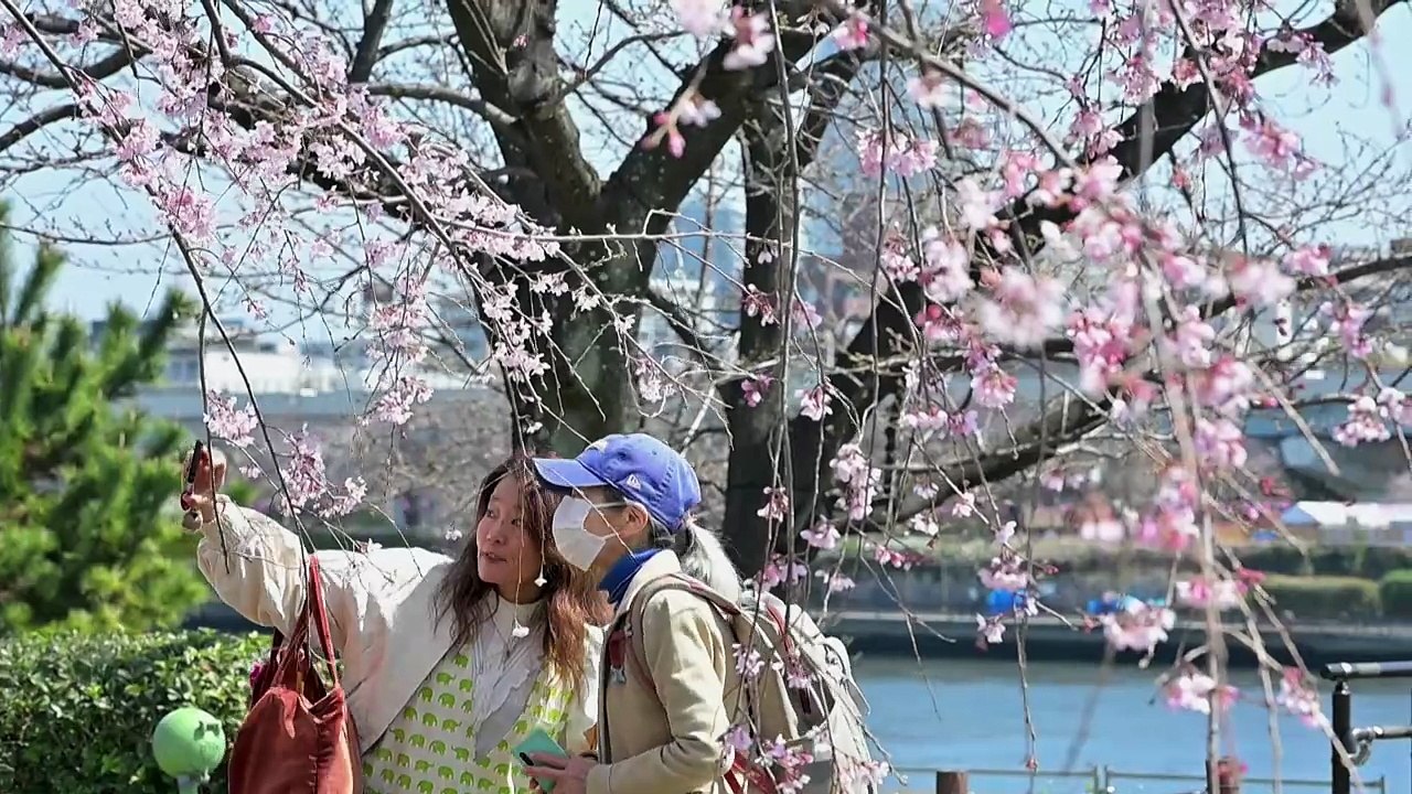 Cherry blossoms, or sakura, hold deep cultural significance in Japan