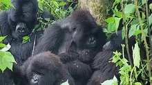 Nascimento de gorilas gémeos na RDCongo