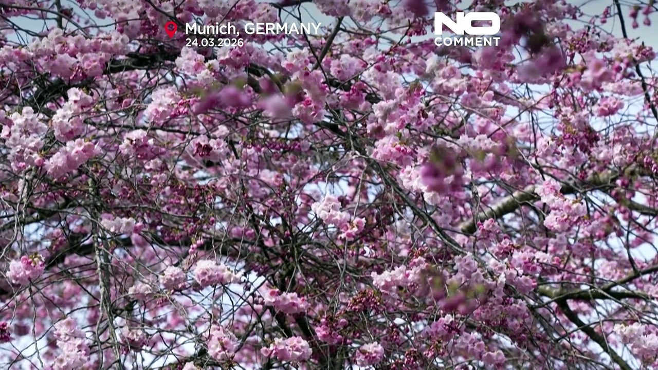 Les cerisiers en fleurs apportent un air de printemps à Munich et au nord de l’Italie