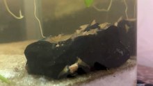 Dark rock for Goldie shrimps