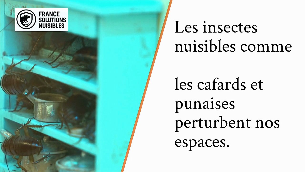 Désinsectisation Professionnelle – Solution Efficace