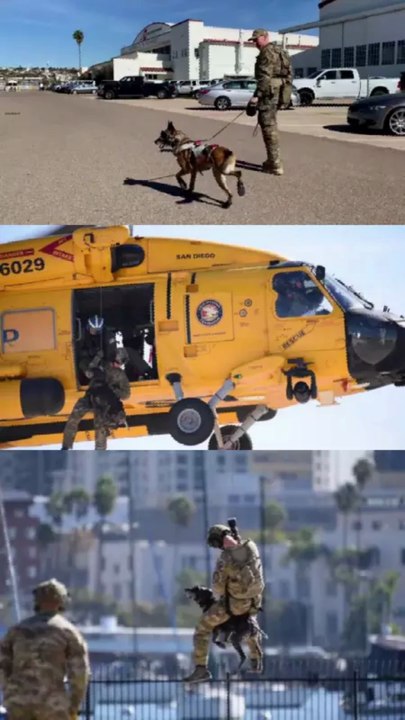 Coast Guard K-9 Hoist Training Looks Insane! 🐕‍🦺 Petty Officer & Explosive Dog Train for Real Missions
