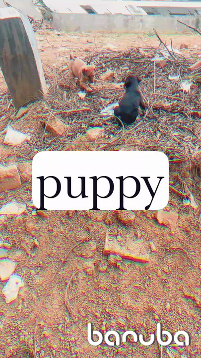 Puppies playing seems happy playing enjoying the time life seems easy