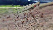 Koruma altındaki dağ keçileri Palu Kalesi’nde görüntülendi