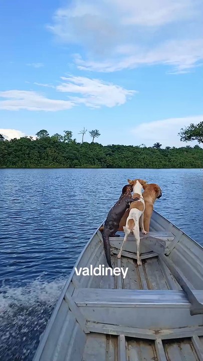 Une amitié improbable entre une loutre, des chiens et un homme