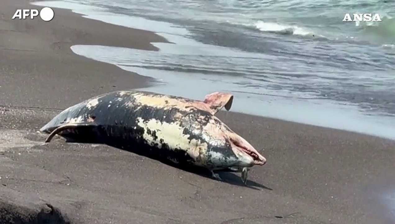 Messico, perdita di petrolio: trovato un delfino morto sulla costa di Veracruz