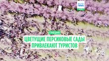 Греция принимает тысячи туристов, вдохновленных цветением персика