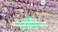Grecja: rozpoczął się czas czarujących różowych krajobrazów kwitnących drzew brzoskwiniowych w Werii