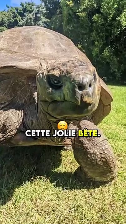 cet animal est immortel