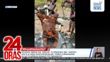 Handang lechon baka, mistulang tigre? | 24 Oras