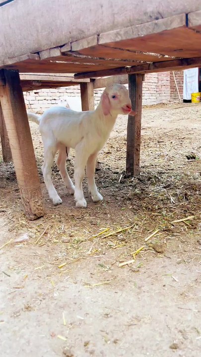 Pets Life #petslife #Viral #Funny #beauty