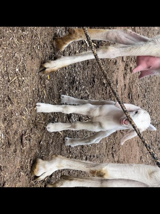 Pets Life #petslife #Viral #Funny #beauty