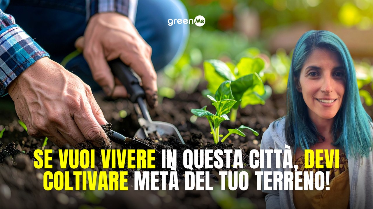 Se vuoi vivere in questa città, devi coltivare metà del tuo terreno