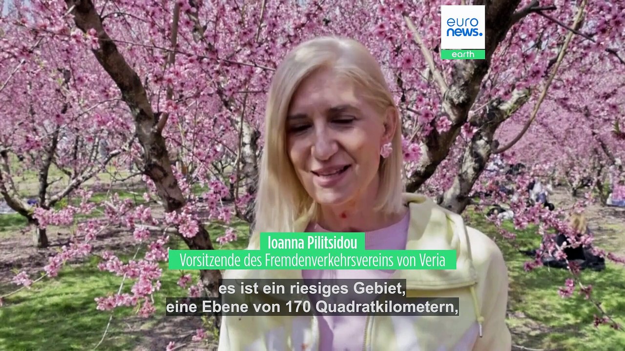 Bezaubernde rosa Landschaft der blühenden Pfirsichbäume lockt Blogger und Influencer nach Veria