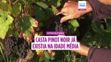 «Joana d'Arc comia as mesma uvas que nós»: pinot noir já existia na Idade Média