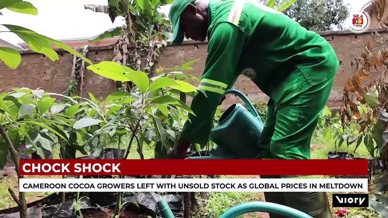 Cameroon cocoa growers left with unsold stock as global prices in meltdown