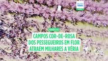 A encantadora paisagem cor-de-rosa dos pessegueiros em flor de Veria na Grécia