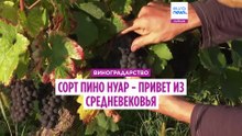 «Жанна д’Арк могла есть тот же виноград, что и мы»: пино нуар уже был в Средневековье