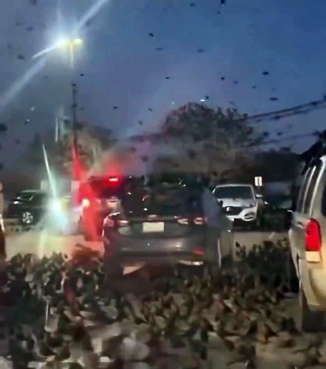 🐦‍⬛ Israël : Des milliers de corbeaux envahissent le ciel de Tel Aviv — Vidéo virale qui suscite l'effroi