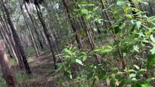 Bushland 01 - can you see them?