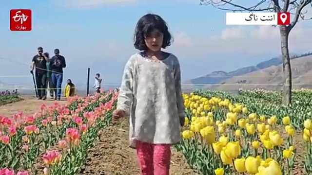 جنوبی کشمیر میں رنگوں کا انقلاب، گل لالہ کے لاکھوں پھول سیاحوں کی توجہ کا مرکز