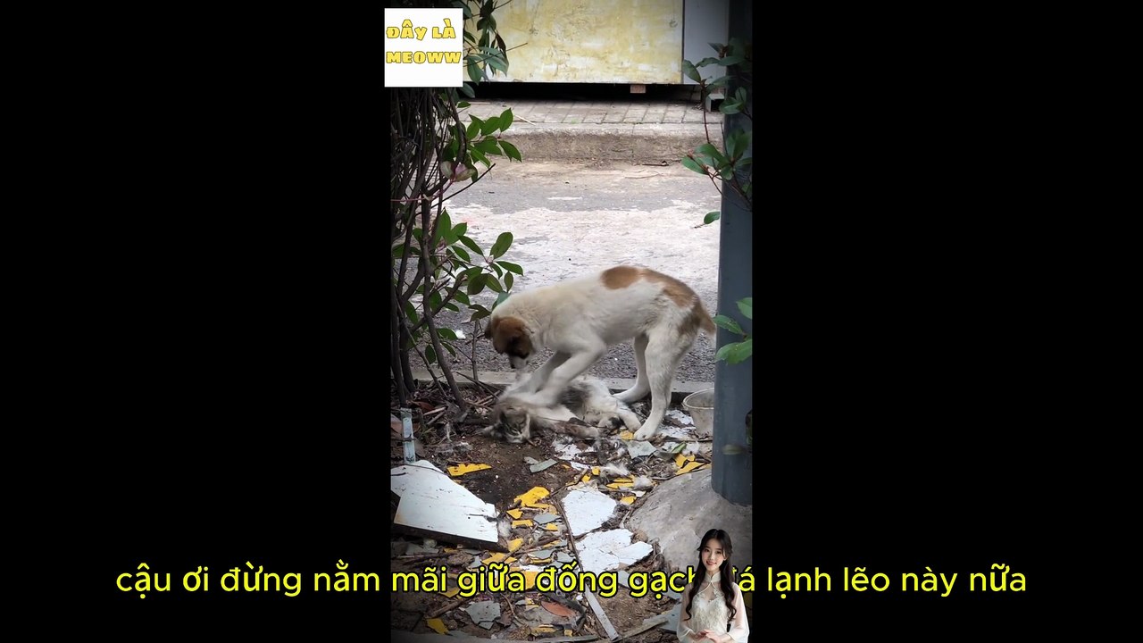 Chú chó gọi bạn mèo dậy trong tuyệt vọng
